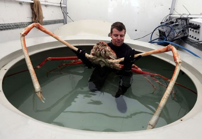 12 criaturas maravillosas que existen, aunque no te lo creas