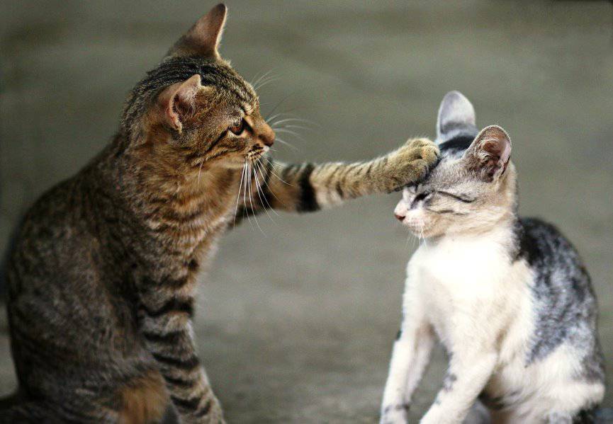 Paso a paso para presentar a los gatos