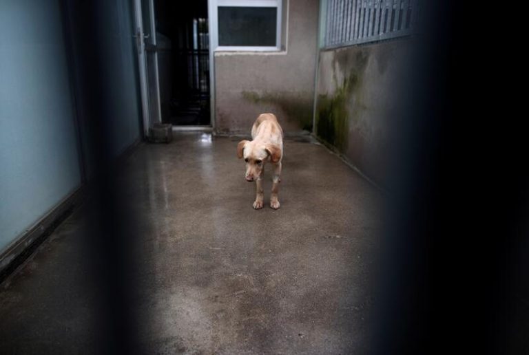 La Comunidad de Madrid suspende la actividad investigadora de Vivotecnia tras constatar maltrato animal