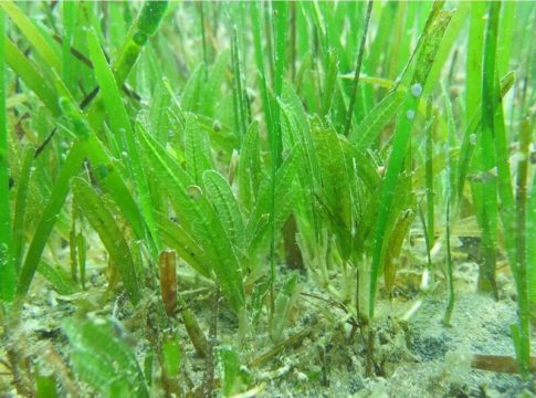 Una planta invasora tropical puede ayudar a mitigar el cambio climático en el Mediterráneo Una planta invasora tropical puede ayudar a mitigar el cambio climático en el Mediterráneo