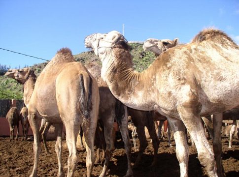 Fallece un joven tras ser arrastrado por un dromedario en una excursión en Manises (Valencia) Fallece un joven tras ser arrastrado por un dromedario en una excursión en Manises (Valencia)