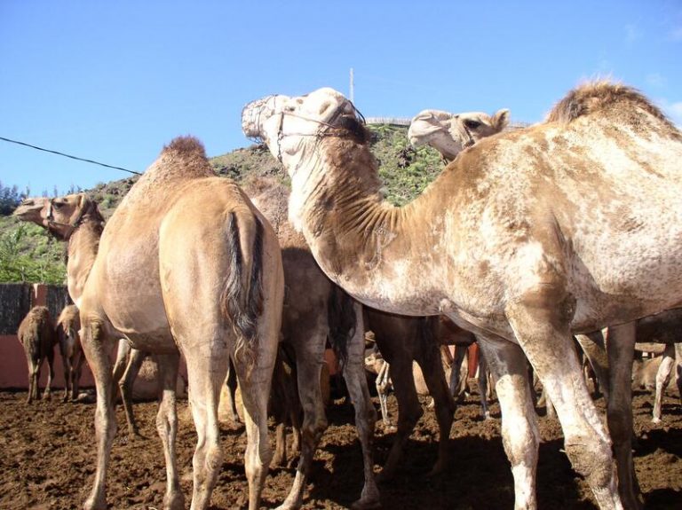 Fallece un joven tras ser arrastrado por un dromedario en una excursión en Manises (Valencia)