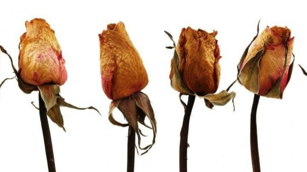 Manipula la flor  con cuidado