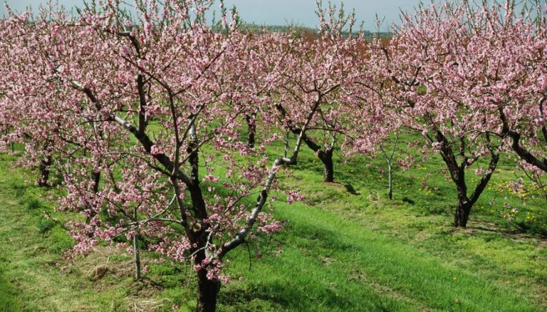 SEO/BirdLife y WWF reclaman una PAC que garantice ingresos a las explotaciones