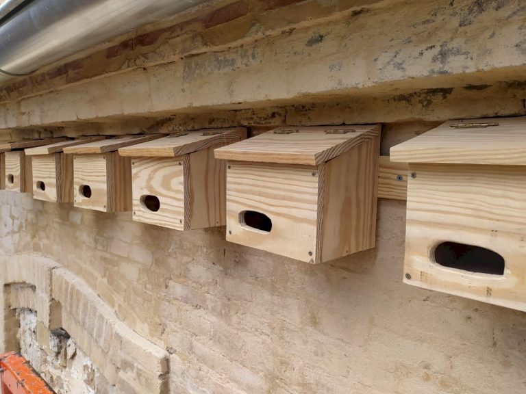 SEO/Birdlife y BBVA instalan 20 cajas nido en Los Mimbrales