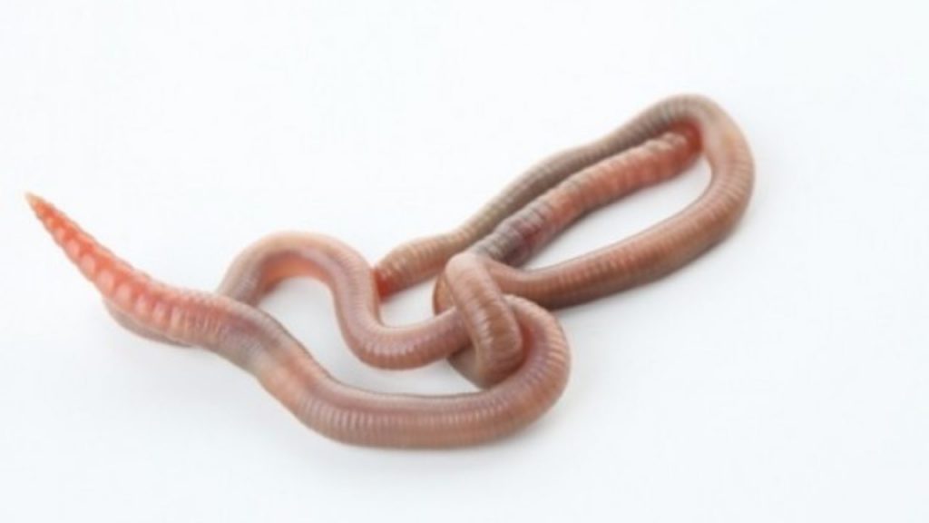 La famosa dieta Tapeworms