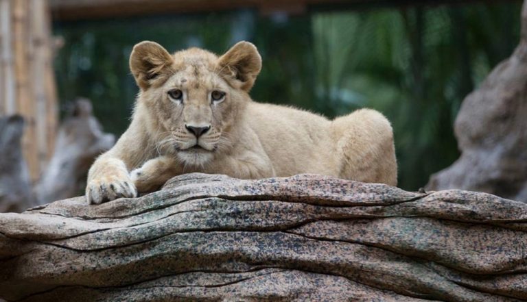 Estos son los mejores zoológicos de España