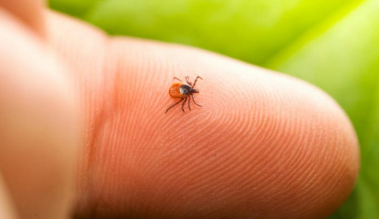 Confirmado un caso de fiebre hemorrágica de Crimea-Congo en Salamanca