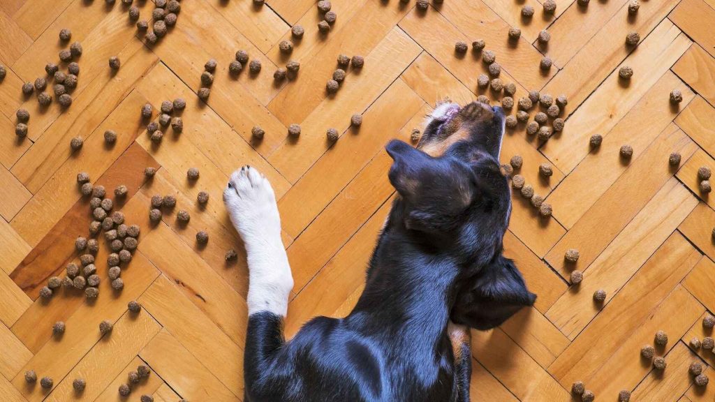 La importancia de los piensos para perro