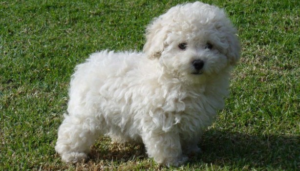 Las 10 razas de perro más inteligentes
