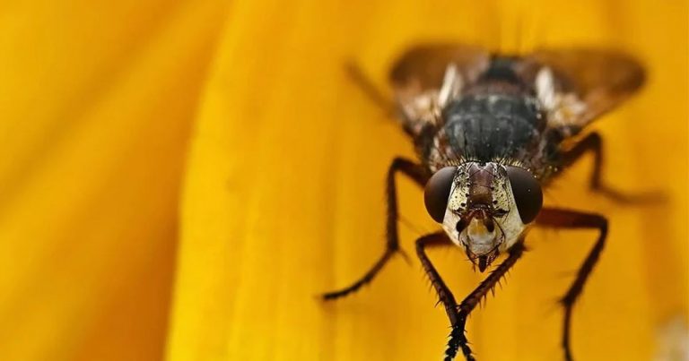 Las moscas pueden recorrer 6 millones de veces su cuerpo en un vuelo