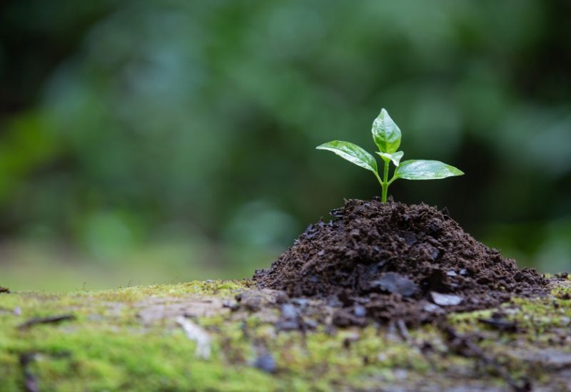Ley del Cambio Climático