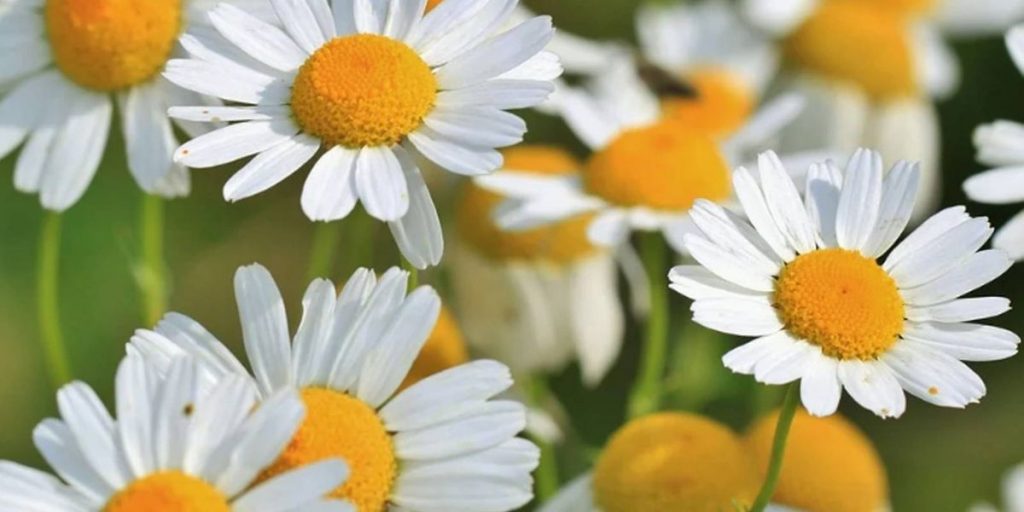 ¿Qué es la manzanilla?