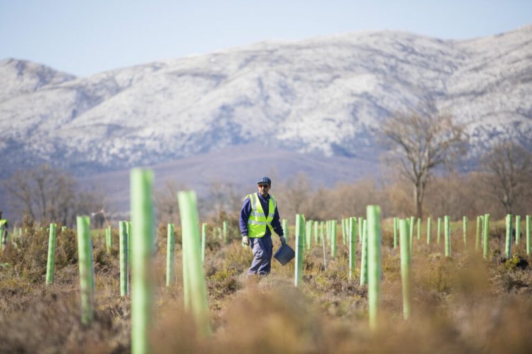 Microsoft y Repsol colaboran en un proyecto para plantar árboles en Torremocha del Jarama Microsoft y Repsol colaboran en un proyecto para plantar árboles en Torremocha del Jarama