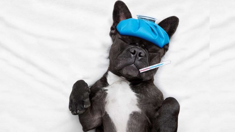 Cómo saber si un perro tiene fiebre