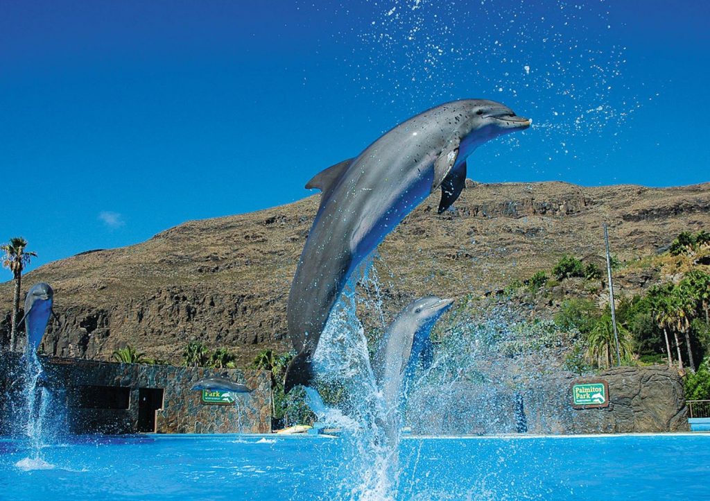 Palomitos Park, Las Palmas