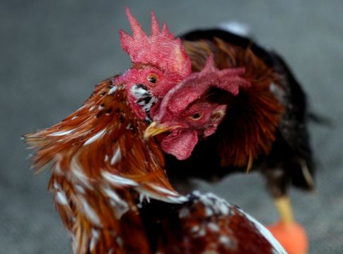 Peleas de gallos