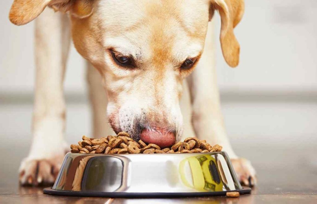 Pienso con agua al lado perro