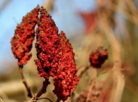 Qué es el sumac Qué es el sumac