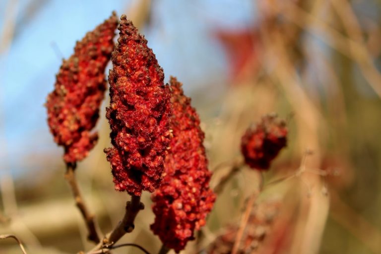 Qué es el sumac