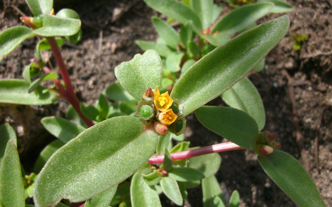 Qué es la taxonomía