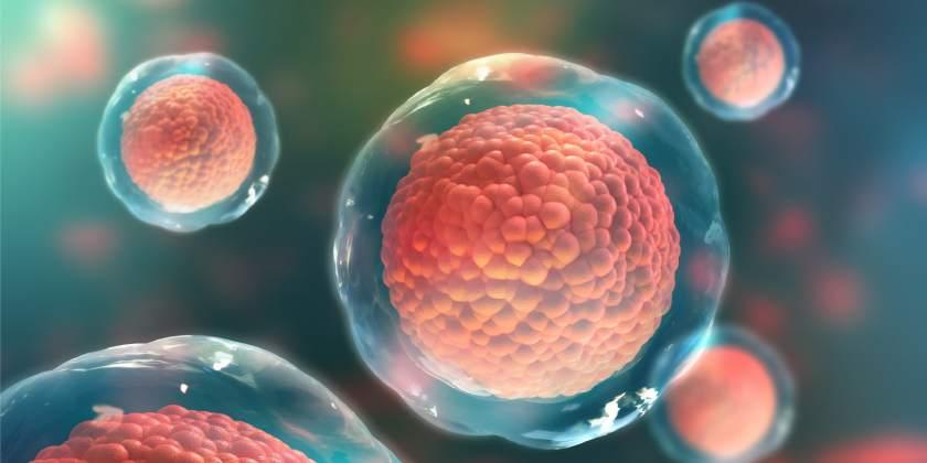 Qué es ser donante de óvulos 117 Qué es ser donante de óvulos