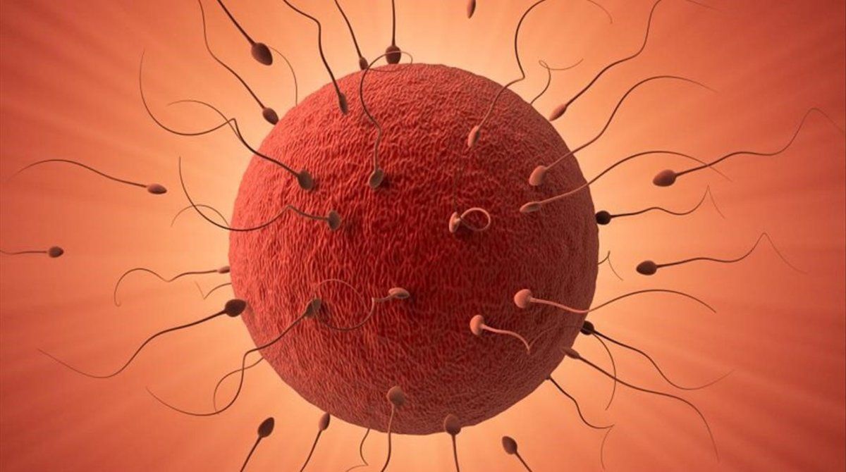 Qué es ser donante de óvulos 118 Qué es ser donante de óvulos