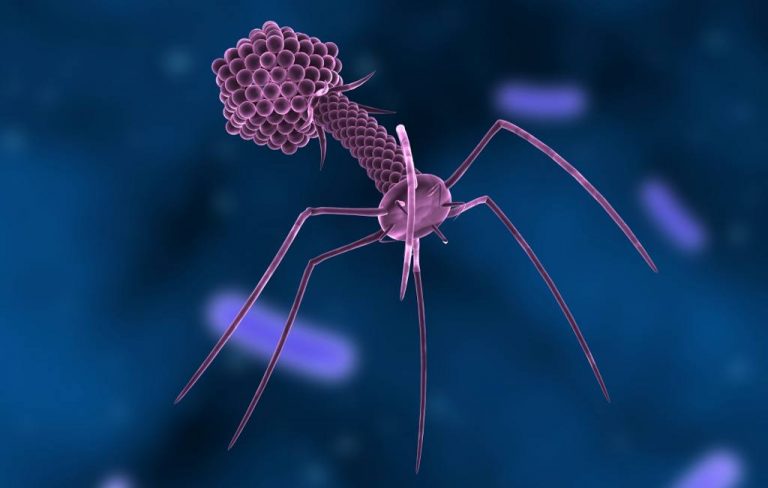 Qué son los bacteriófagos