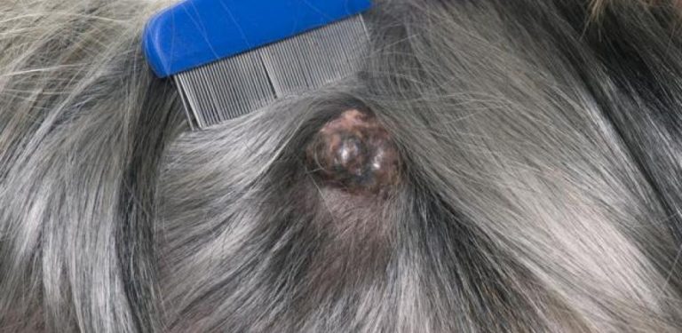 Razas de perros con mayor probabilidad de tener cáncer