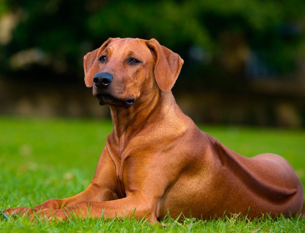 Razas de perros con mayor probabilidad de tener cáncer 76 Rhodesian Ridgeback