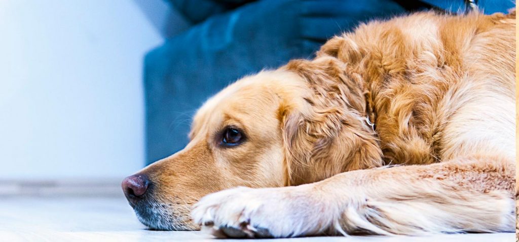 Razas de perros con mayor probabilidad de tener cáncer 79 Tratamientos quirúrgicos para el cáncer en perros