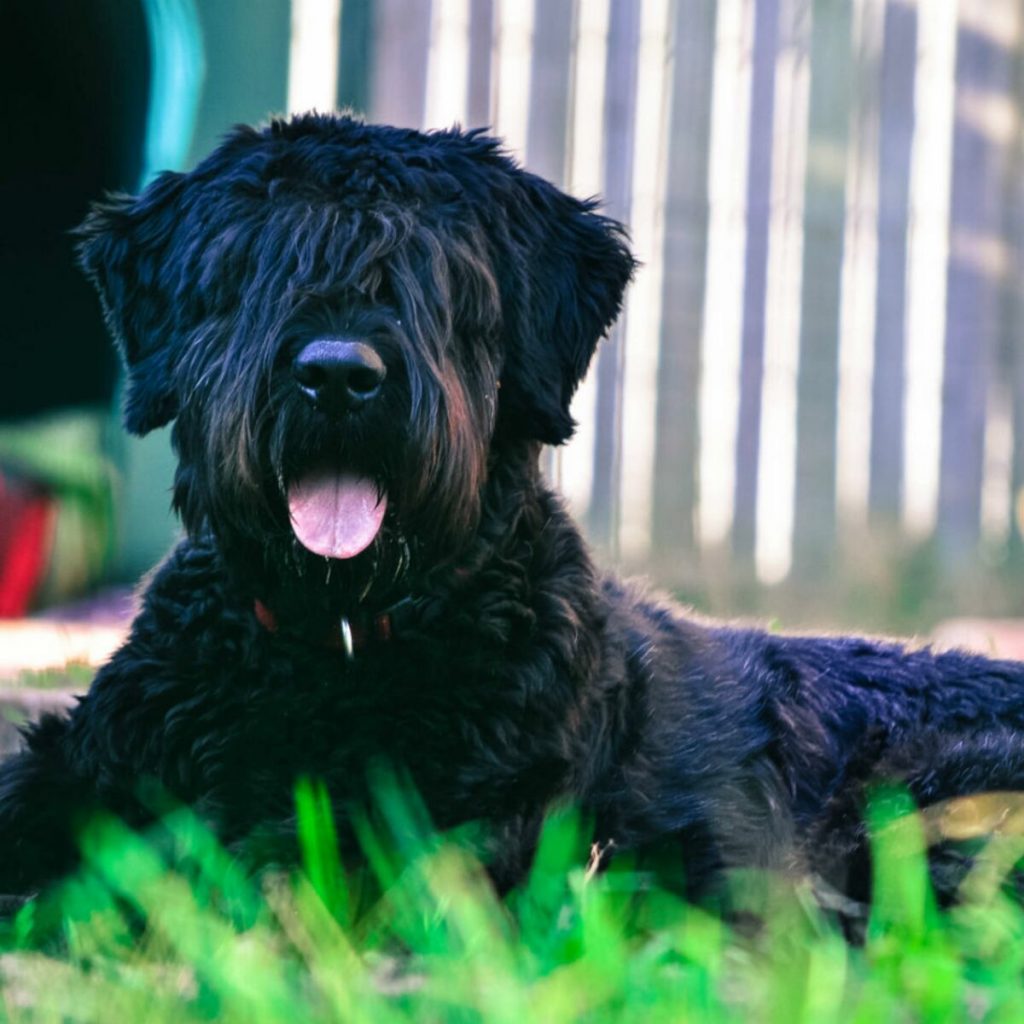 Razas de perros con mayor probabilidad de tener cáncer 73 Bouvier des Flandes
