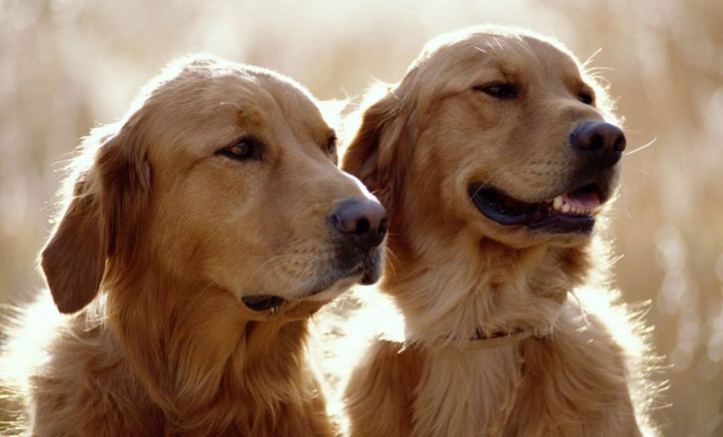 Razas de perros con mayor probabilidad de tener cáncer 69 Golden Retriever