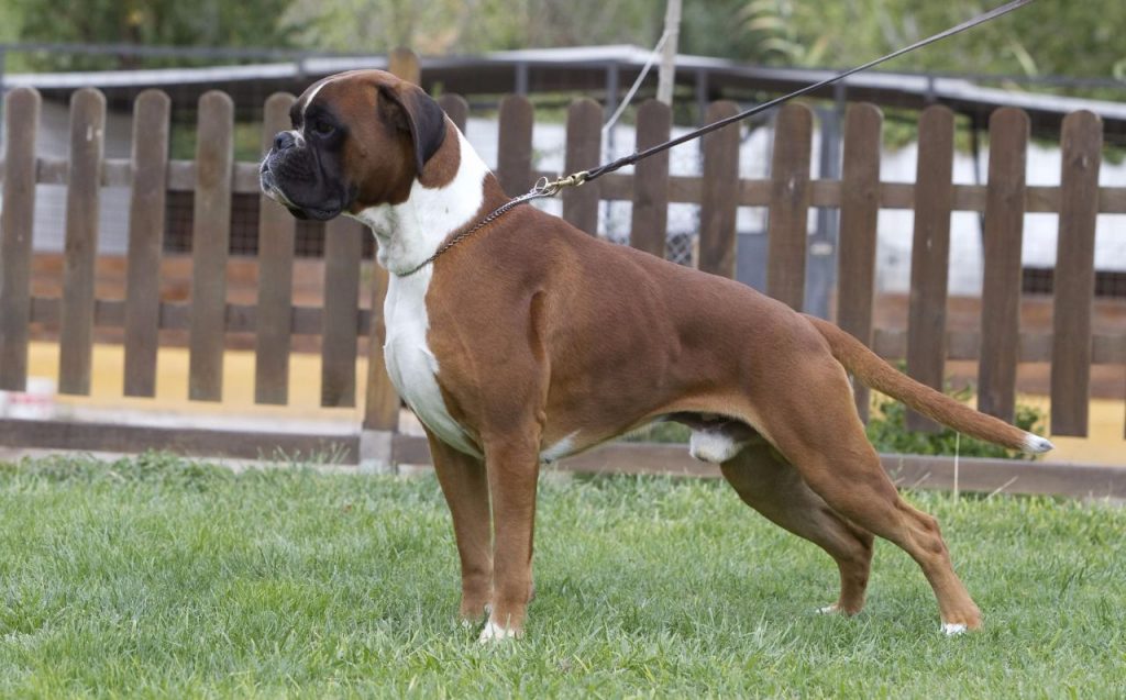 Razas de perros con mayor probabilidad de tener cáncer 71 Bóxer