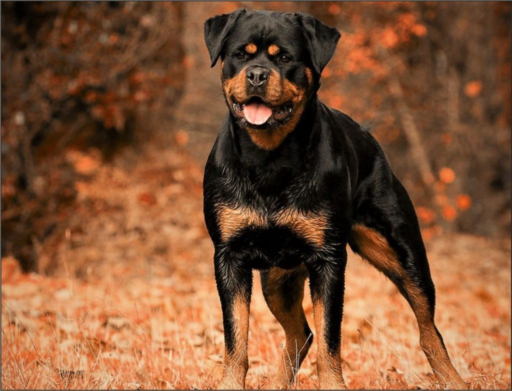 Razas de perros con mayor probabilidad de tener cáncer 75 Rottweiler