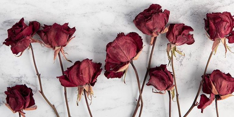 Cómo secar una flor