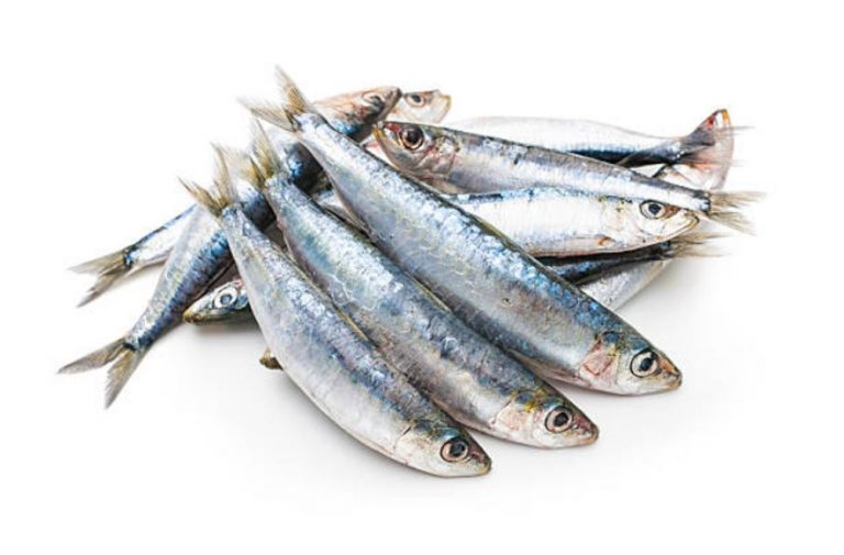 Sardinas: ¿son más nutritivas frescas o enlatadas?