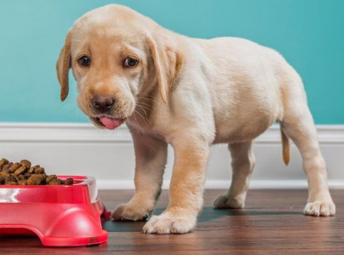 Seria-mejor-para-los-cachorros cachorro