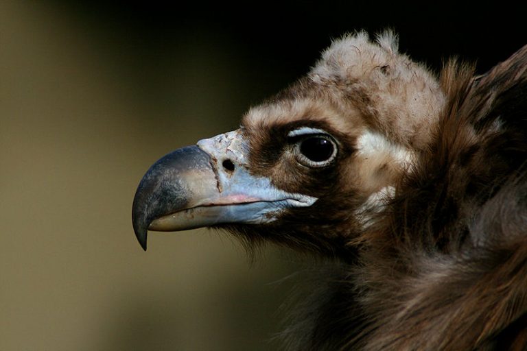 Un buitre negro de Pirineos, primera ave carroñera intoxicada por diclofenaco