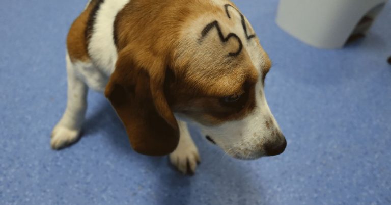 Entidades animalistas presentan una querella criminal contra el laboratorio Vivotecnia