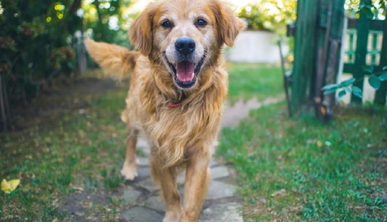 El adiestrador de perros, una profesión en auge con mucho futuro