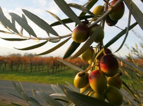 aranceles de EE.UU. sobre la aceituna