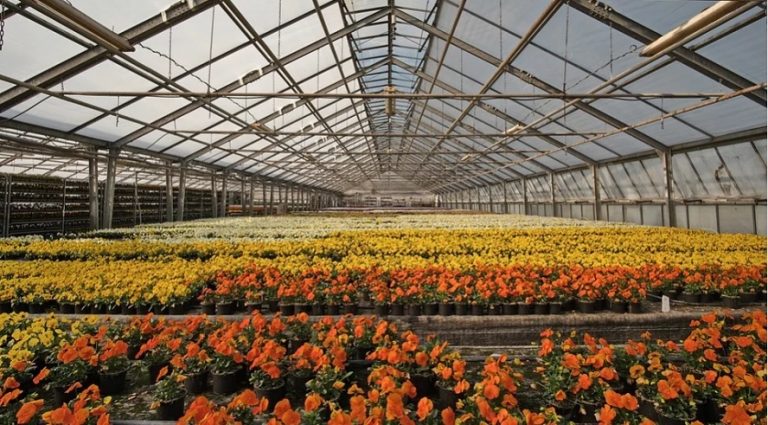 Más de 800 empresas y 500.000 € tras el rebrote de flores y plantas