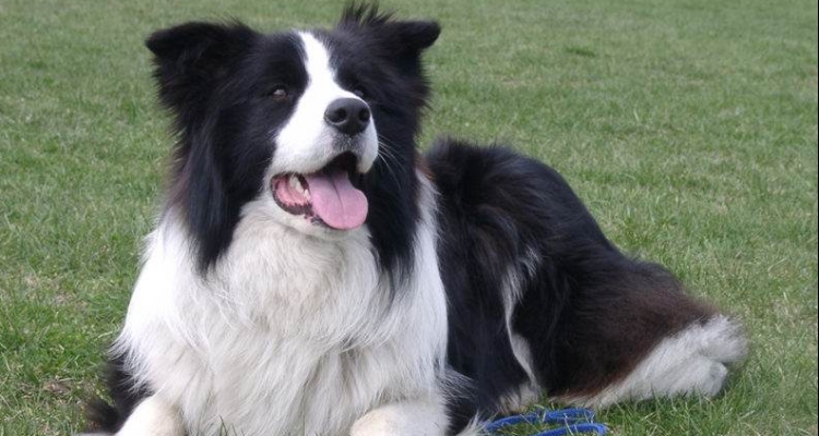 Estas son las 10 razas de perros más inteligentes