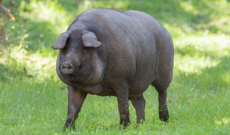 La última montanera concluye con 682.935 cerdos de bellota sacrificados