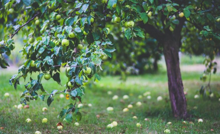 Elementos fundamentales para proteger los cultivos