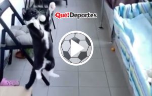 gato