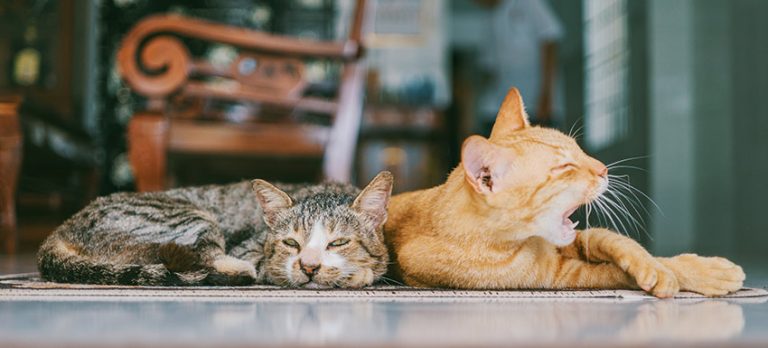 Cómo presentar a dos gatos