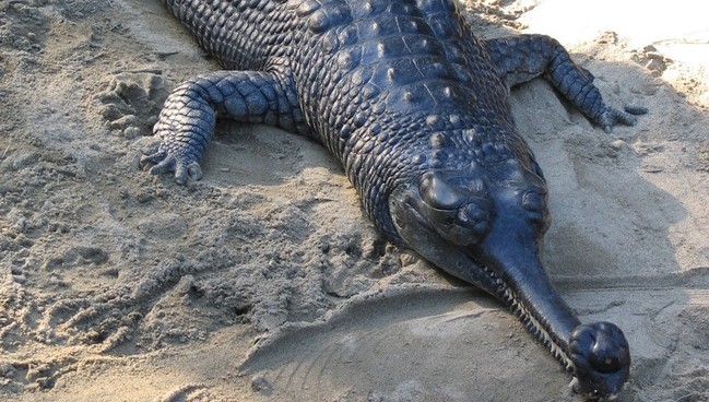 12 criaturas maravillosas que existen, aunque no te lo creas