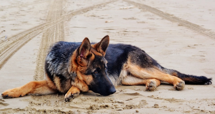 Estas son las enfermedades que puede transmitirte tu perro